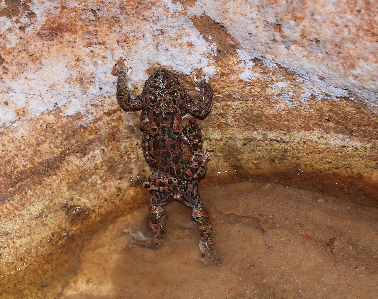 Bufotes boulengeri - Tunisie gorges de Midès